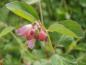 Preview: Blütenstand von Symphoricarpos doorenbosii Mother of Pearl