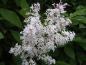 Preview: Syringa josikaea