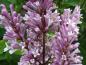 Preview: Die Farbe der Blüten von Syringa josikaea reicht von hellrosa bis violett