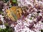 Preview: Nahaufnahme vom Duftflieder Palibin als Schmetterlingsnährgehölz