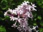 Preview: Syringa meyeri Palibin