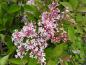 Preview: Syringa microphylla Superba blüht im Mai und im Oktober