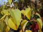 Preview: Gelbe Herbstfärbung beim Flieder