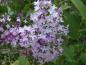 Preview: Syringa vulgaris in lila Blüte