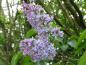 Preview: Der Syringa vulgaris mit lila Blütendolden im Frühjahr