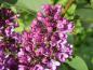 Preview: Der Syringa vulgaris bringt unterschiedliche Blütenfarben zum Vorschein.