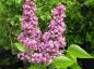 Preview: Ädelsyren Charles Joly, Syringa vulgaris Charles Joly