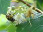 Preview: Die Blüten der Mongolischen Linde werden gerne von den Bienen besucht
