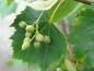 Preview: Frucht von Tilia mongolica