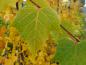 Preview: Schöne Blattstrukturen im Herbst bei Tilia mongolica