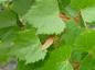 Preview: Tilia mongolica besitzt attraktives Laub
