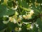 Preview: Die sommerliche Blüte von Tilia mongolica