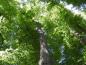 Preview: Hohe Krone der Tilia platyphyllos