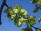 Preview: Fruchtbildung bei Ulmus glabra Camperdownii