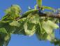 Preview: Früchte Anfang Mai bei Ulmus glabra Camperdownii