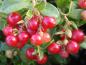Preview: Früchte von Vaccinium vitis-idaea