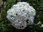 Preview: Weiße Blüten des Immergrünen Duftschneeballs