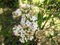 Preview: Weiße Blüten und rosa Knospen im April - der Osterschneeball