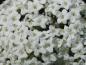 Preview: Nahaufnahme der weißen Blüte von Viburnum burkwoodii
