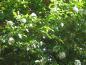Preview: Weiße Blütenbälle des immergrünen Schneeballs