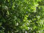 Preview: Schneeweiße Blütenbälle des Immergrünen Schneeballs