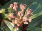 Preview: Blütenknospe von Viburnum davidii