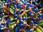Preview: Leuchtend blaue Früchte zieren den Kissenschneeball im Herbst.