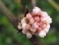 Preview: Rosa Knospen - Viburnum farreri