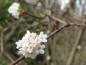 Preview: Winterliche zartrosa Blüten - Winterschneeball