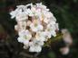 Preview: Weißrosa Blüte des Winterschneeballs - Nahaufnahme