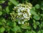 Preview: Viburnum lantana - weiße Blüte