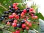 Preview: Die Früchte des wolligen Schneeballs verfärben sich im Herbst von Rot zu Schwarz.