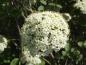 Preview: Wolliger Schneeball - weiße Blüten