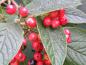 Preview: Roter Fruchtschmuck des Viburnum lantana im Spätsommer