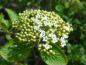 Preview: Blüte und Knospen von Viburnum lantana