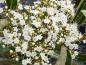 Preview: Weiße Blüte von Viburnum nudum