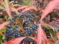 Preview: Ausgereifte dunkelblaue Früchte des Viburnum nudum samt roter Herbstfärbung