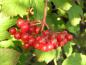 Preview: Gemeiner Schneeball - rote Früchte
