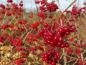 Preview: Vögel lieben die roten Früchte des Viburnum opulus