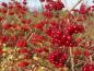 Preview: Eine Augenweide im Herbst - der rote Beerenschmuck des Gewöhnlichen Schneeballs