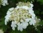 Preview: Weiße Blüte von Viburnum opulus