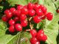 Preview: Aus den weißen Blütentrauben des Viburnum opulum werden im August rote beerenartige Früchte.