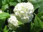 Preview: Weiße Blüten bei Viburnum opulus Roseum