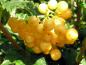 Preview: Gelbfruchtiger Schneeball mit gelben Beeren