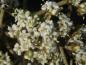 Preview: Blütenknospen von Viburnum rhytidophyllum