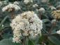 Preview: Blüte des Runzelblättrigen Schneeball