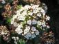 Preview: Lorbeer-Schneeball - rosa Knospen und weiße Blüten