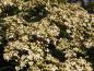 Preview: Lorbeer-Schneeball - ein Blütenmeer im Frühjahr