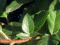 Preview: Der Lorbeer-Schneeball trägt immergrüne Blätter