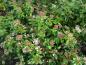 Preview: Knospige Blüten von Viburnum tinus